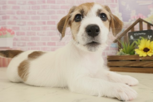 福岡県のジャックラッセルテリア (Coo&RIKU行橋店/2025年9月2日生まれ/女の子/タンホワイト)の子犬の2枚目の画像