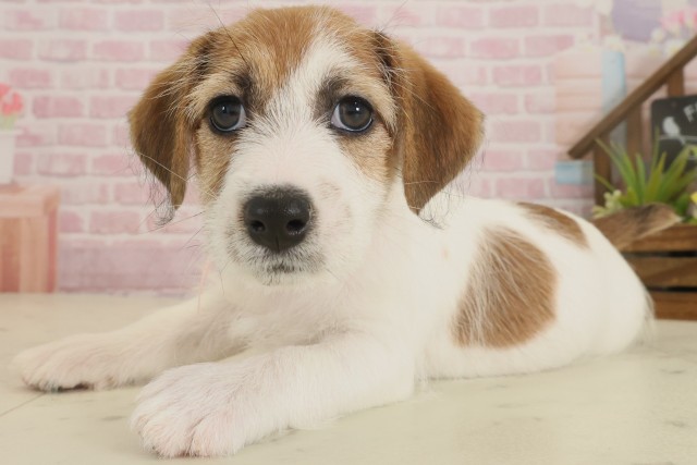 福岡県のジャックラッセルテリア (Coo&RIKU行橋店/2025年9月2日生まれ/女の子/タンホワイト)の子犬の3枚目の画像