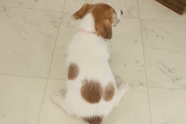 福岡県のジャックラッセルテリア (Coo&RIKU行橋店/2025年9月2日生まれ/女の子/タンホワイト)の子犬の4枚目の画像