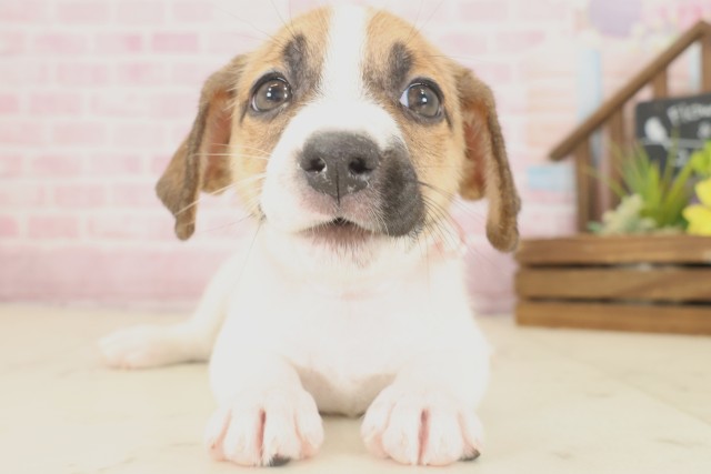 長崎県のジャックラッセルテリア (Coo&RIKU長崎佐世保店/2025年9月2日生まれ/女の子/タンホワイト)の子犬