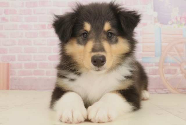 福岡県のボーダーコリー (Coo&RIKU福岡西店/2025年9月6日生まれ/男の子/ブラックホワイトタン)の子犬