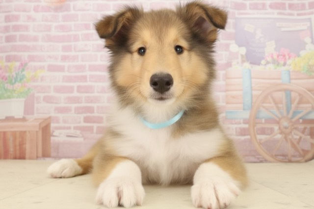 鹿児島県のボーダーコリー (Coo&RIKU鹿児島店/2025年9月6日生まれ/男の子/セーブルホワイト)の子犬の1枚目の画像