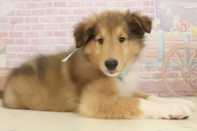 鹿児島県のボーダーコリー (Coo&RIKU鹿児島店/2025年9月6日生まれ/男の子/セーブルホワイト)の子犬の2枚目の画像