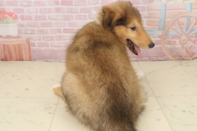 鹿児島県のボーダーコリー (Coo&RIKU鹿児島店/2025年9月6日生まれ/男の子/セーブルホワイト)の子犬の4枚目の画像