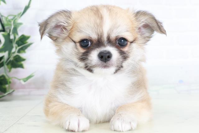 宮崎県のチワワ(ロング) (Coo&RIKU宮崎店/2025年9月9日生まれ/男の子/フォーンホワイト)の子犬の1枚目の画像