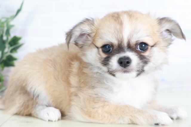 宮崎県のチワワ(ロング) (Coo&RIKU宮崎店/2025年9月9日生まれ/男の子/フォーンホワイト)の子犬の2枚目の画像