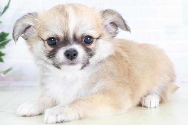 宮崎県のチワワ(ロング) (Coo&RIKU宮崎店/2025年9月9日生まれ/男の子/フォーンホワイト)の子犬の3枚目の画像