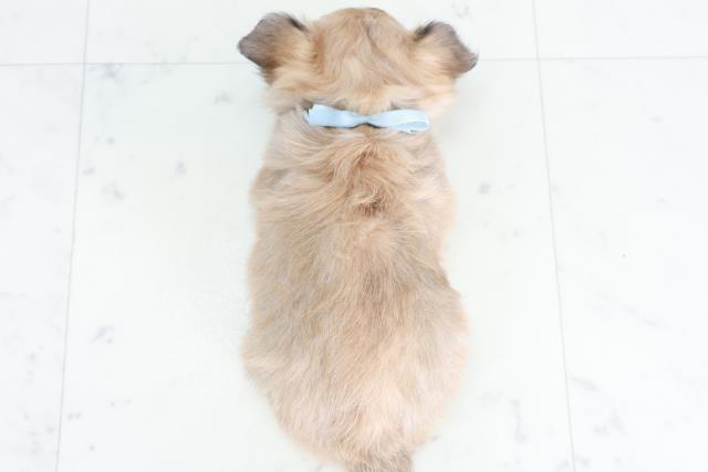 宮崎県のチワワ(ロング) (Coo&RIKU宮崎店/2025年9月9日生まれ/男の子/フォーンホワイト)の子犬の4枚目の画像