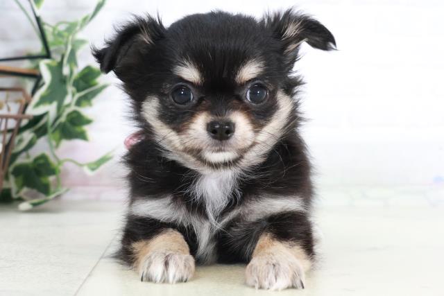 大分県のチワワ(ロング) (Coo&RIKU大分店/2025年9月9日生まれ/女の子/ブラックタンホワイト)の子犬