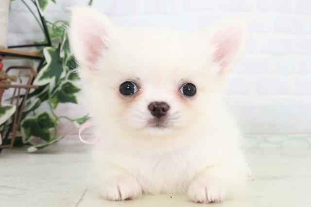 熊本県のチワワ(ロング) (Coo&RIKU宇土シティモール店/2025年9月6日生まれ/女の子/ホワイトクリーム)の子犬