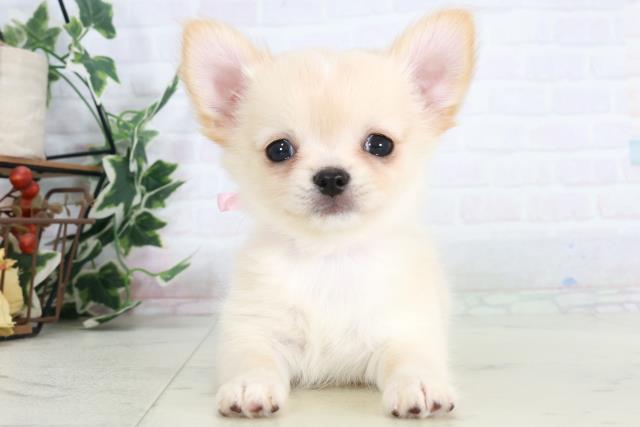 チワワ(ロングコート)