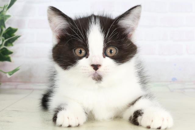 佐賀県のマンチカン (Coo&RIKU佐賀神埼店/2025年9月5日生まれ/男の子/ブラックスモークホワイト)の子猫の1枚目の画像