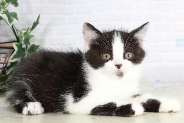 佐賀県のマンチカン (Coo&RIKU佐賀神埼店/2025年9月5日生まれ/男の子/ブラックスモークホワイト)の子猫の2枚目の画像