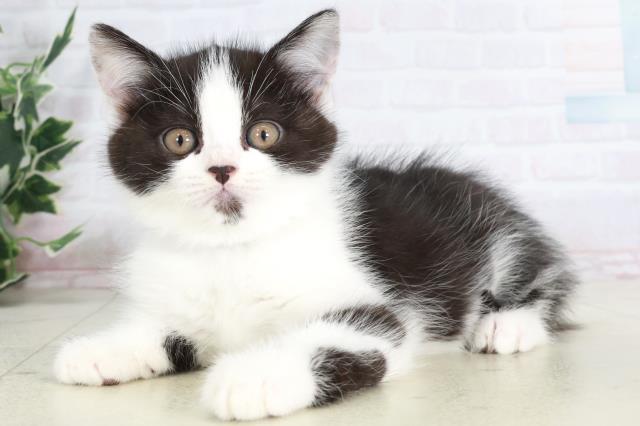 佐賀県のマンチカン (Coo&RIKU佐賀神埼店/2025年9月5日生まれ/男の子/ブラックスモークホワイト)の子猫の3枚目の画像