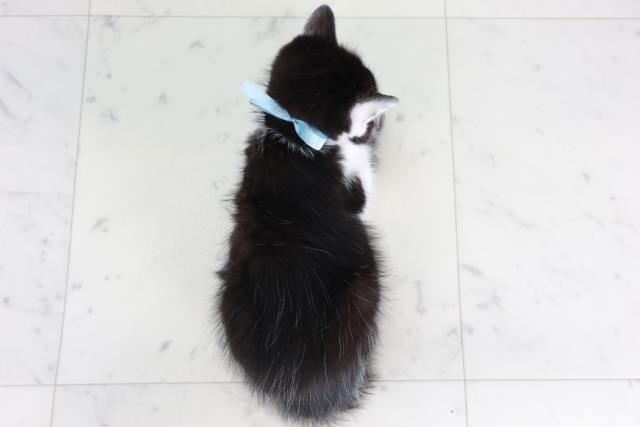 佐賀県のマンチカン (Coo&RIKU佐賀神埼店/2025年9月5日生まれ/男の子/ブラックスモークホワイト)の子猫の4枚目の画像