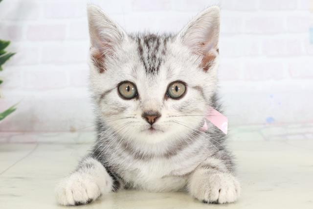 福岡県のアメリカンショートヘアー (Coo&RIKU大牟田店/2025年9月5日生まれ/女の子/シルバータビー)の子猫の1枚目の画像