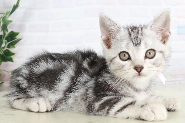 福岡県のアメリカンショートヘアー (Coo&RIKU大牟田店/2025年9月5日生まれ/女の子/シルバータビー)の子猫の2枚目の画像