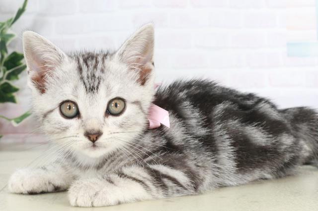 福岡県のアメリカンショートヘアー (Coo&RIKU大牟田店/2025年9月5日生まれ/女の子/シルバータビー)の子猫の3枚目の画像