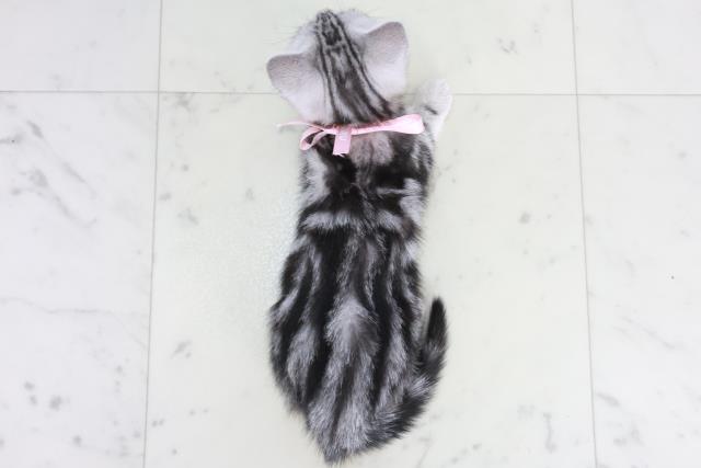 福岡県のアメリカンショートヘアー (Coo&RIKU大牟田店/2025年9月5日生まれ/女の子/シルバータビー)の子猫の4枚目の画像