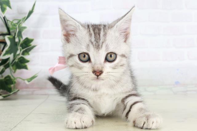 鹿児島県のアメリカンショートヘアー (Coo&RIKU鹿児島店/2025年9月5日生まれ/女の子/シルバータビー)の子猫