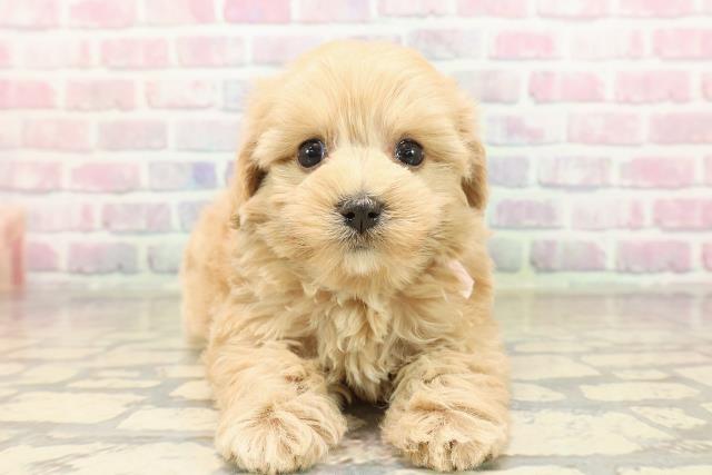 東京都のマルプー(マルチーズ×プードル) (Coo&RIKU武蔵小山店/2025年9月10日生まれ/女の子/アプリコット)の子犬