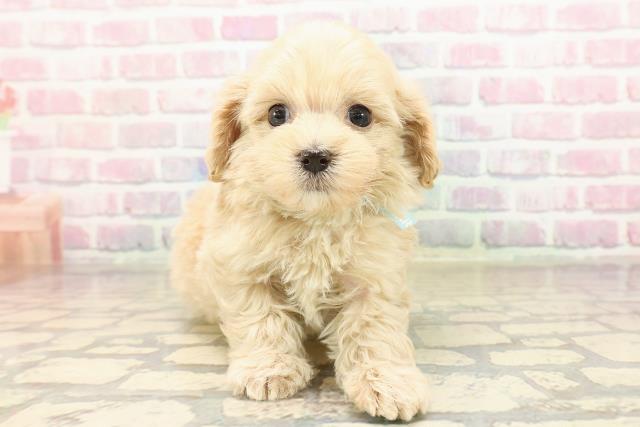 神奈川県のマルプー(マルチーズ×プードル) (Coo&RIKUパウ川崎店/2025年9月10日生まれ/男の子/アプリコット)の子犬の1枚目の画像