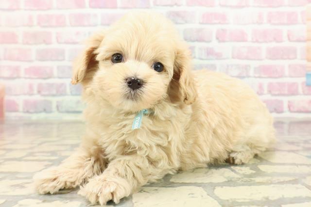 神奈川県のマルプー(マルチーズ×プードル) (Coo&RIKUパウ川崎店/2025年9月10日生まれ/男の子/アプリコット)の子犬の2枚目の画像