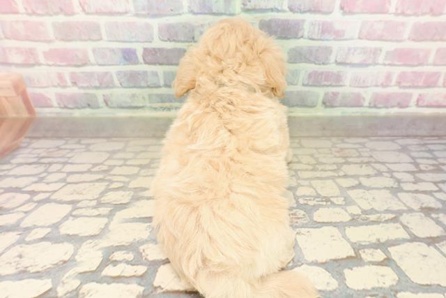 神奈川県のマルプー(マルチーズ×プードル) (Coo&RIKUパウ川崎店/2025年9月10日生まれ/男の子/アプリコット)の子犬の4枚目の画像