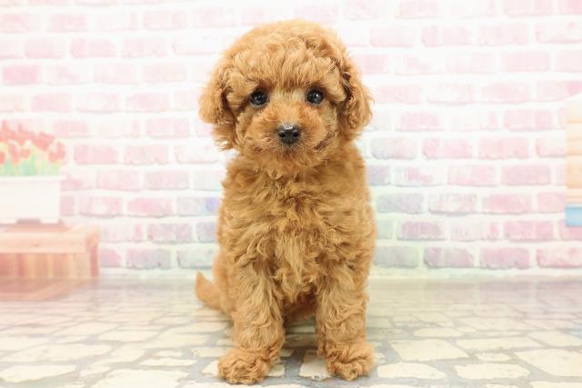 トイ・プードル