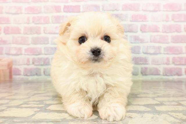 東京都のポメプー(ポメラニアン×プードル) (Coo&RIKU下北沢店/2025年9月8日生まれ/女の子/クリーム)の子犬の1枚目の画像