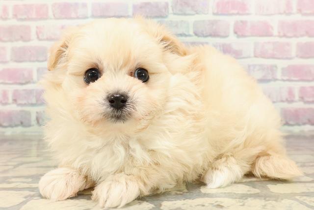 東京都のポメプー(ポメラニアン×プードル) (Coo&RIKU下北沢店/2025年9月8日生まれ/女の子/クリーム)の子犬の2枚目の画像