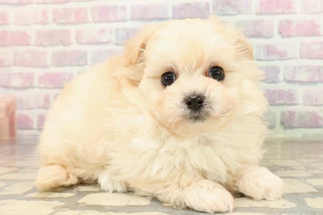 東京都のポメプー(ポメラニアン×プードル) (Coo&RIKU下北沢店/2025年9月8日生まれ/女の子/クリーム)の子犬の3枚目の画像