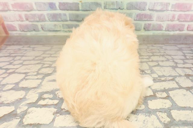 東京都のポメプー(ポメラニアン×プードル) (Coo&RIKU下北沢店/2025年9月8日生まれ/女の子/クリーム)の子犬の4枚目の画像