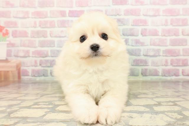 東京都のポメプー(ポメラニアン×プードル) (Coo&RIKU浅草店/2025年9月8日生まれ/女の子/クリーム)の子犬