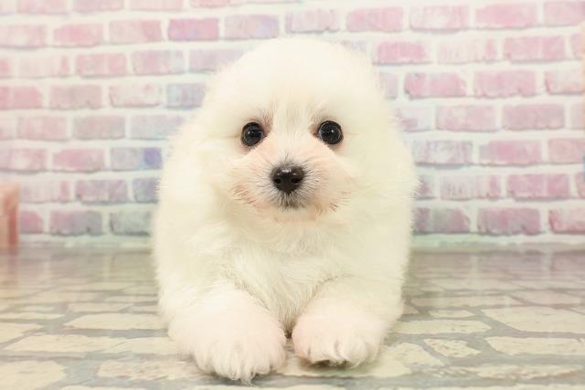 埼玉県のポメプー(ポメラニアン×プードル) (Coo&RIKU岩槻店/2025年9月8日生まれ/男の子/クリーム)の子犬の1枚目の画像