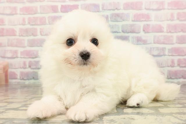 埼玉県のポメプー(ポメラニアン×プードル) (Coo&RIKU岩槻店/2025年9月8日生まれ/男の子/クリーム)の子犬の2枚目の画像