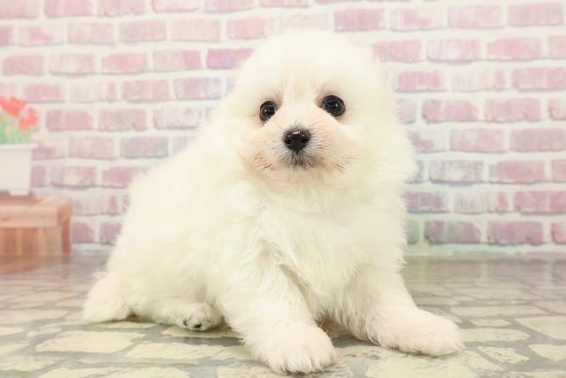 埼玉県のポメプー(ポメラニアン×プードル) (Coo&RIKU岩槻店/2025年9月8日生まれ/男の子/クリーム)の子犬の3枚目の画像