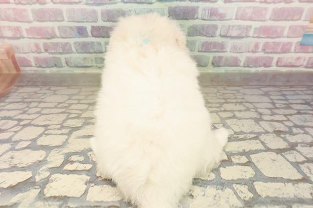 埼玉県のポメプー(ポメラニアン×プードル) (Coo&RIKU岩槻店/2025年9月8日生まれ/男の子/クリーム)の子犬の4枚目の画像