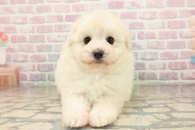埼玉県のポメプー(ポメラニアン×プードル) (Coo&RIKU川越店/2025年9月8日生まれ/男の子/クリーム)の子犬の1枚目の画像