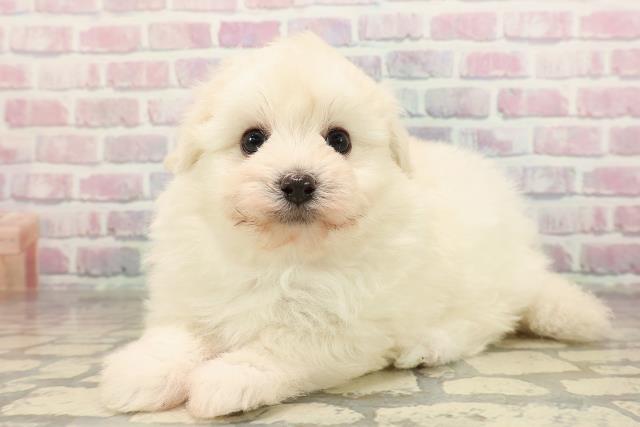 埼玉県のポメプー(ポメラニアン×プードル) (Coo&RIKU川越店/2025年9月8日生まれ/男の子/クリーム)の子犬の2枚目の画像