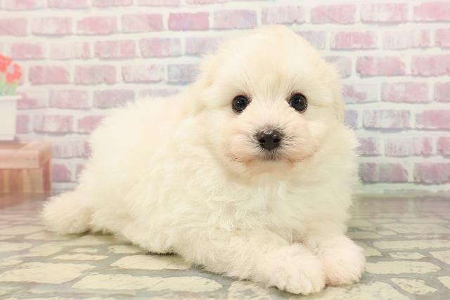 埼玉県のポメプー(ポメラニアン×プードル) (Coo&RIKU川越店/2025年9月8日生まれ/男の子/クリーム)の子犬の3枚目の画像