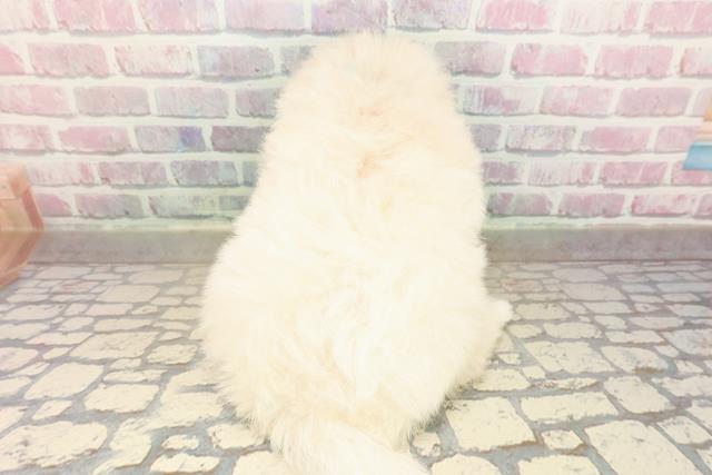 埼玉県のポメプー(ポメラニアン×プードル) (Coo&RIKU川越店/2025年9月8日生まれ/男の子/クリーム)の子犬の4枚目の画像