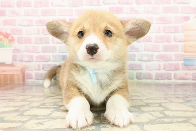 千葉県のウェルシュコーギーペンブローク (Coo&RIKUアクロスモール新鎌ケ谷店/2025年9月3日生まれ/男の子/レッドホワイト)の子犬の1枚目の画像