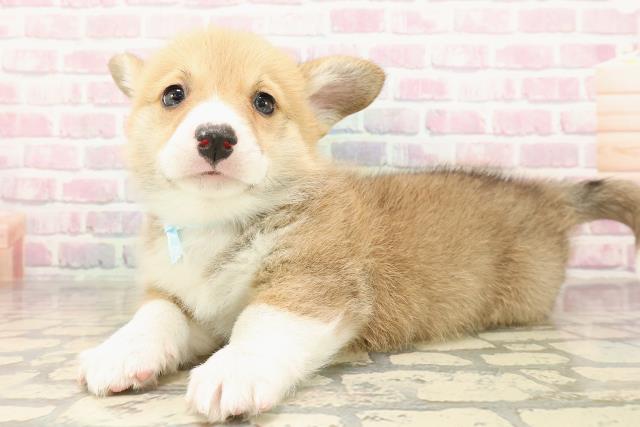 千葉県のウェルシュコーギーペンブローク (Coo&RIKUアクロスモール新鎌ケ谷店/2025年9月3日生まれ/男の子/レッドホワイト)の子犬の2枚目の画像