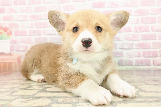 千葉県のウェルシュコーギーペンブローク (Coo&RIKUアクロスモール新鎌ケ谷店/2025年9月3日生まれ/男の子/レッドホワイト)の子犬の3枚目の画像