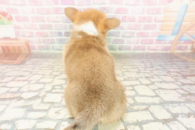 千葉県のウェルシュコーギーペンブローク (Coo&RIKUアクロスモール新鎌ケ谷店/2025年9月3日生まれ/男の子/レッドホワイト)の子犬の4枚目の画像