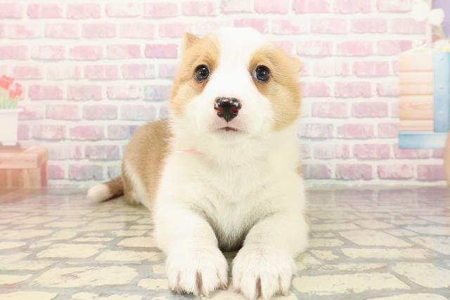 栃木県のウェルシュコーギーペンブローク (Coo&RIKUFKDインターパーク店/2025年9月3日生まれ/女の子/レッドホワイト)の子犬