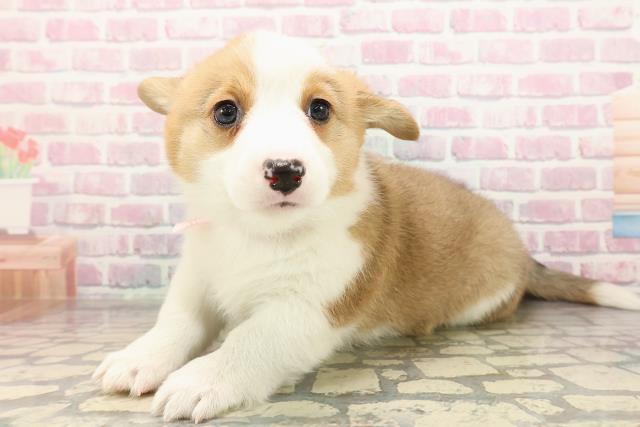 栃木県のウェルシュコーギーペンブローク (Coo&RIKUFKDインターパーク店/2025年9月3日生まれ/女の子/レッドホワイト)の子犬の2枚目の画像