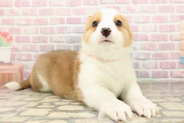 栃木県のウェルシュコーギーペンブローク (Coo&RIKUFKDインターパーク店/2025年9月3日生まれ/女の子/レッドホワイト)の子犬の3枚目の画像