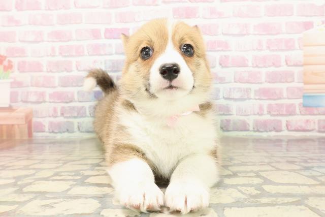 神奈川県のウェルシュコーギーペンブローク (Coo&RIKU藤沢店/2025年9月3日生まれ/女の子/レッドホワイト)の子犬の1枚目の画像